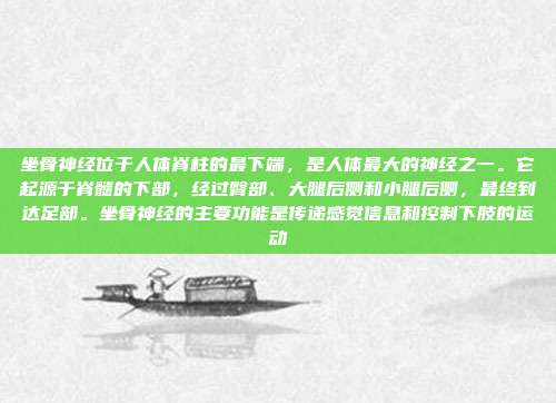 坐骨神经位于人体脊柱的最下端，是人体最大的神经之一。它起源于脊髓的下部，经过臀部、大腿后侧和小腿后侧，最终到达足部。坐骨神经的主要功能是传递感觉信息和控制下肢的运动
